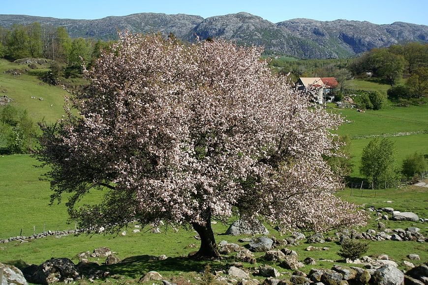 Blooming cherry tree in green meadow with mountains