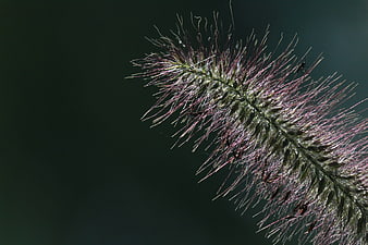 Close-up of purple fountain grass with insects on dark background