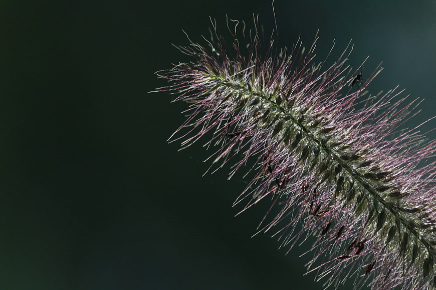 Close-up of purple fountain grass with insects on dark background