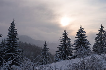 Snowy coniferous forest landscape with sun through clouds