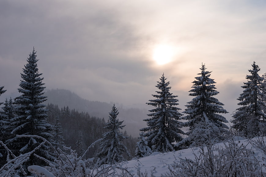 Snowy coniferous forest landscape with sun through clouds