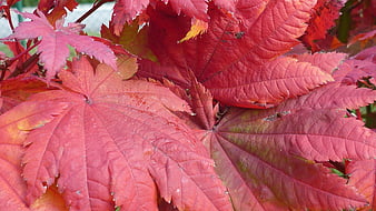 Close-up of vibrant red autumn maple leaves