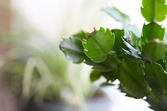 Close-up of Green Christmas Cactus Leaves