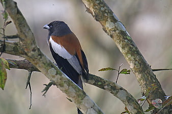 Rufous Treepie perched on a tree branch in nature