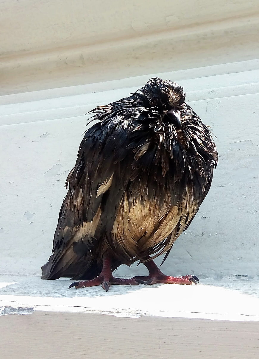 Close-up of a wet, dark pigeon standing on a ledge