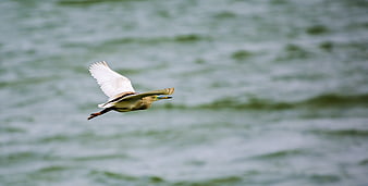 Squacco Heron Flying Over Blurred Water Background