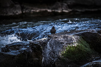 Small bird perched on mossy rock by flowing stream