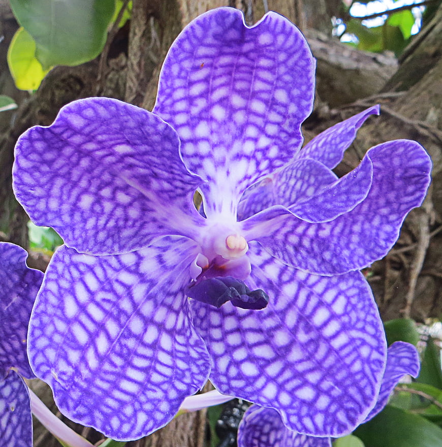 Close-up of purple speckled orchid flower