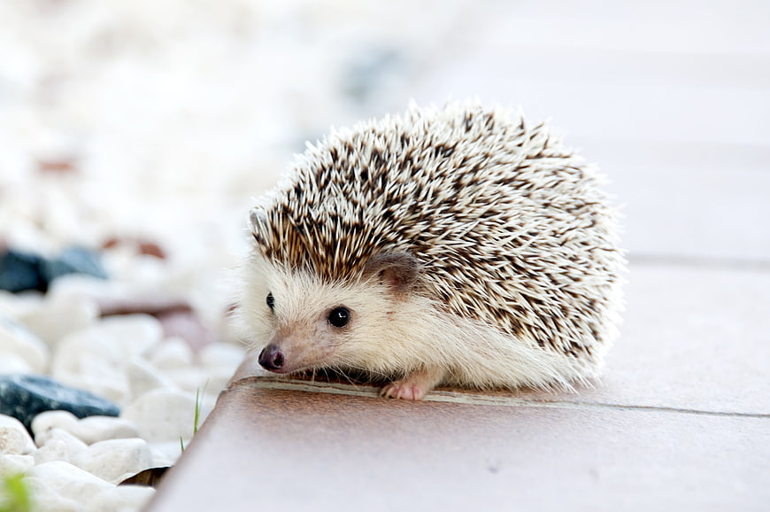 Cute Hedgehog Peeking Over Wooden Edge With Blurred Background