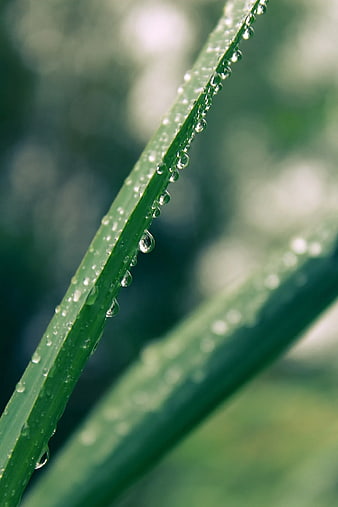 Close-up of green grass blade with water droplets