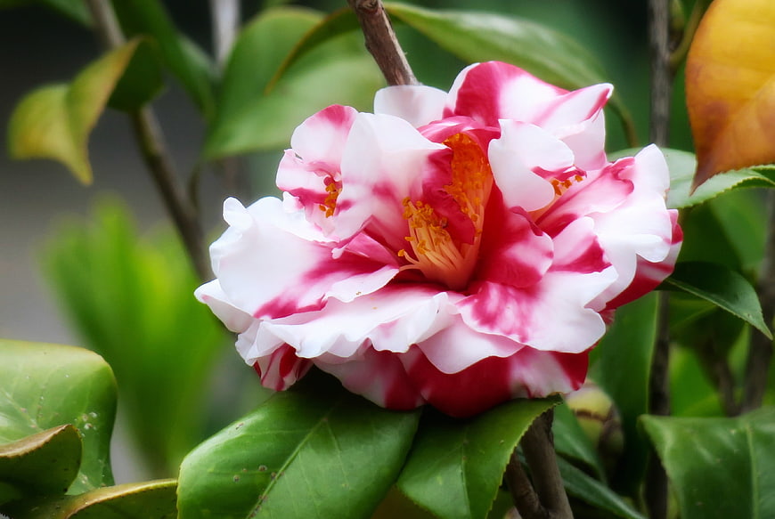 Close-up of Pink and White Striped Camellia Flower