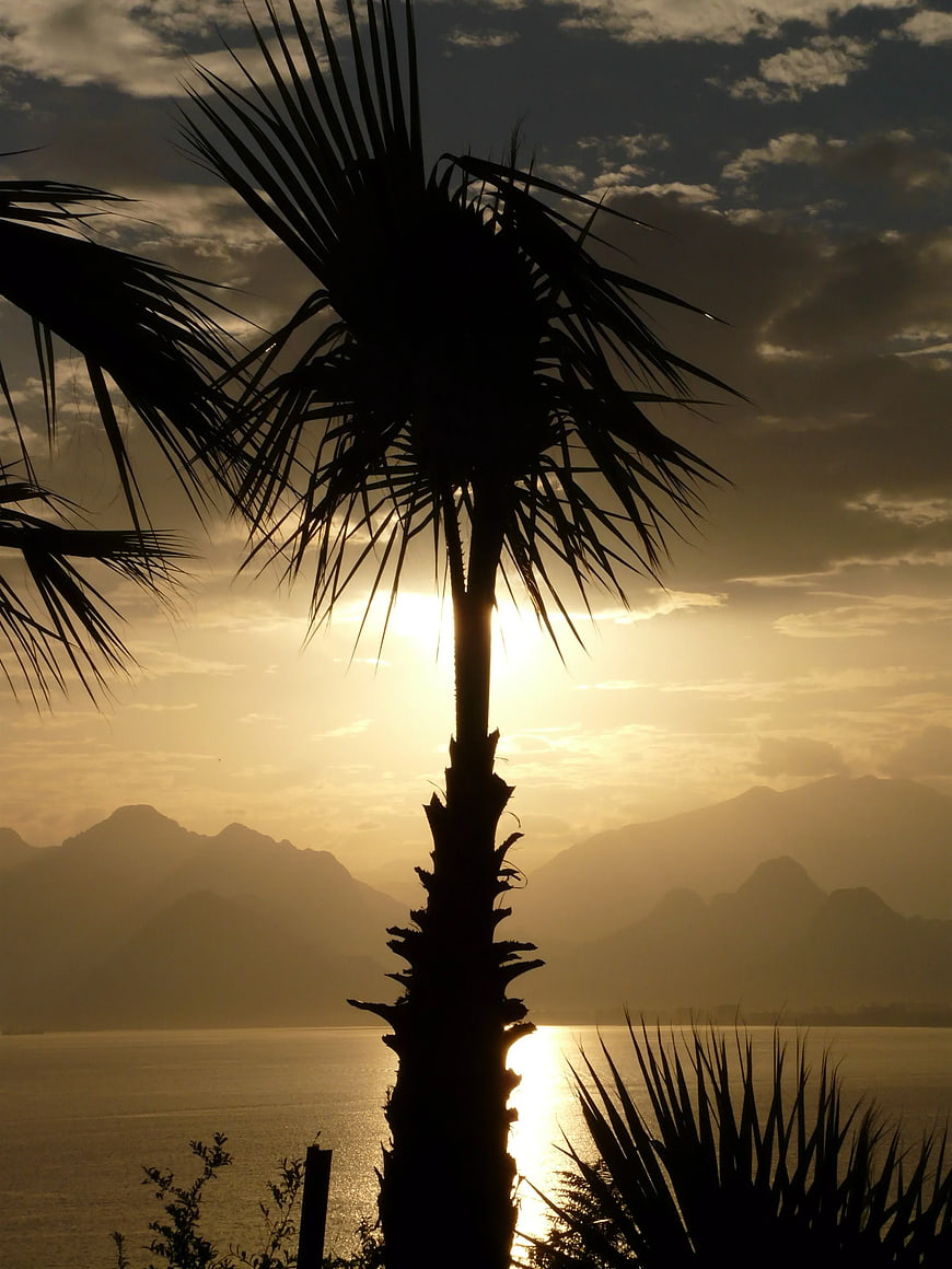 Silhouette of Palm Tree Against Golden Sunset Over Water