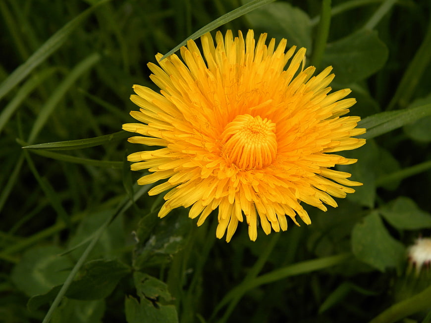 Close-up of a vibrant yellow dandelion flower in green grass