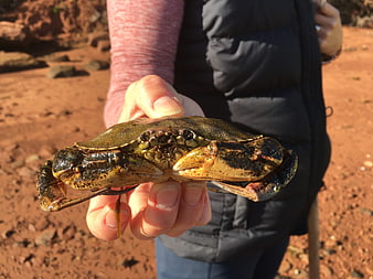 Person holding a live crab on a sandy beach