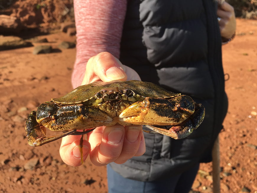 Person holding a live crab on a sandy beach