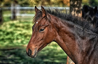 Close-up profile portrait of a brown horse in a green pasture