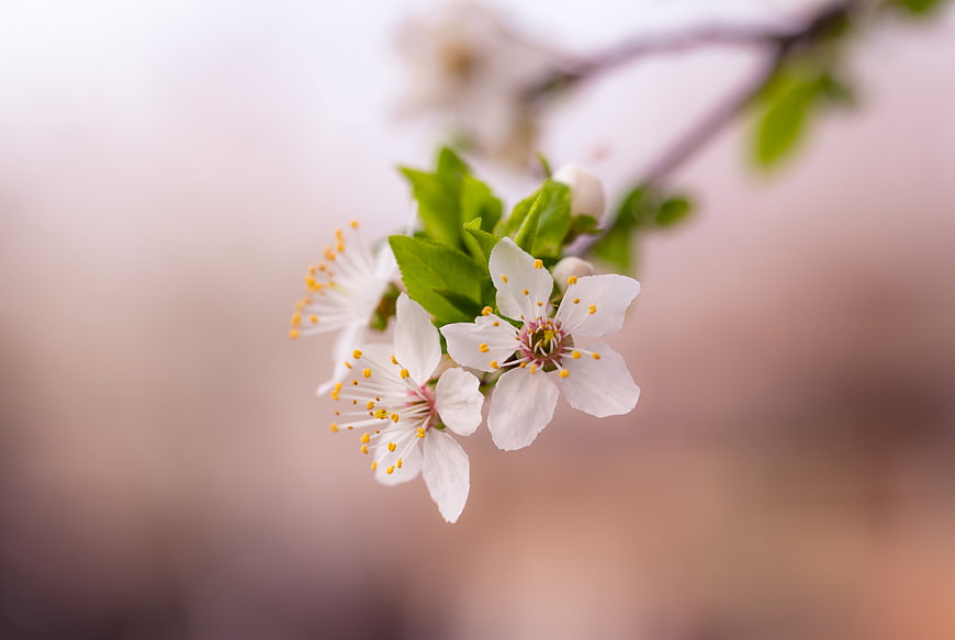 Close-up of white cherry blossoms on a branch with blurred background