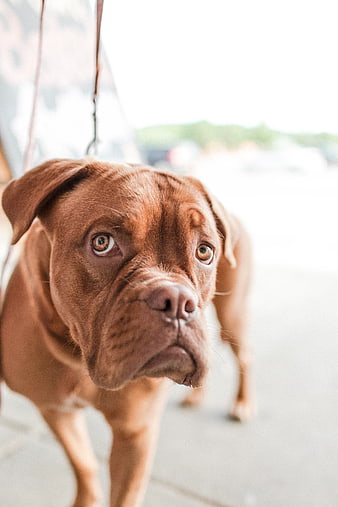 Close-up of a Mahogany French Mastiff Puppy on a Leash
