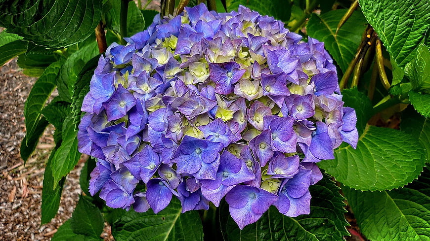Close-up of vibrant purple hydrangea flower with green leaves