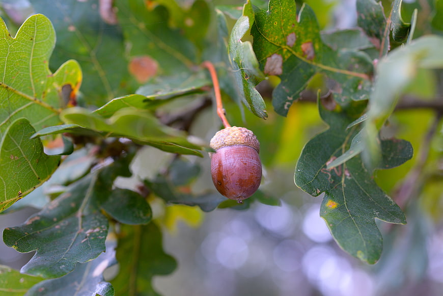 Close-up of a single acorn hanging from an oak branch