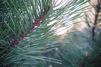 Close-up of pine needles with sunlight and spider web