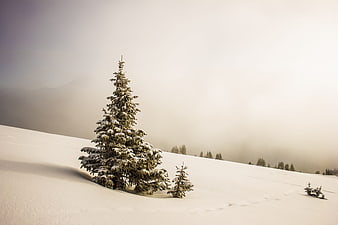 Snow-covered conifer tree on a foggy winter mountain slope