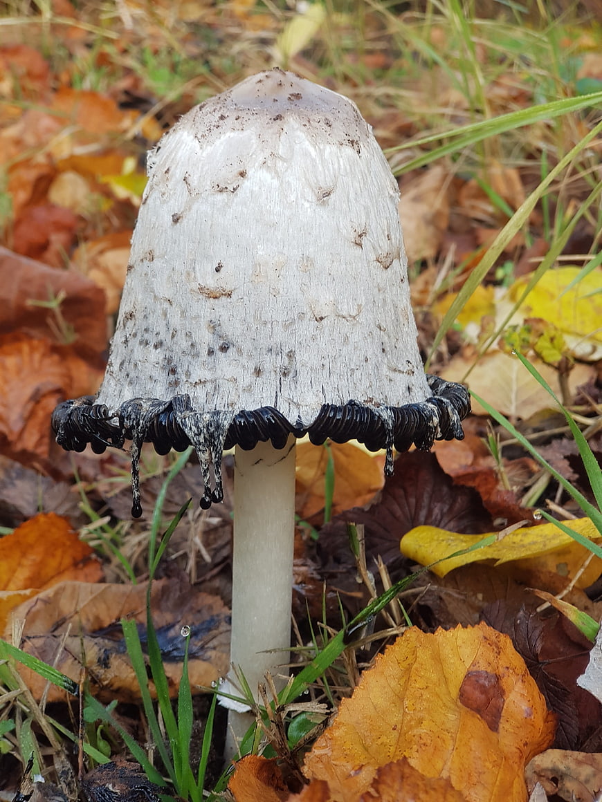 Close-up of Inky Cap Mushroom in Autumn Leaves