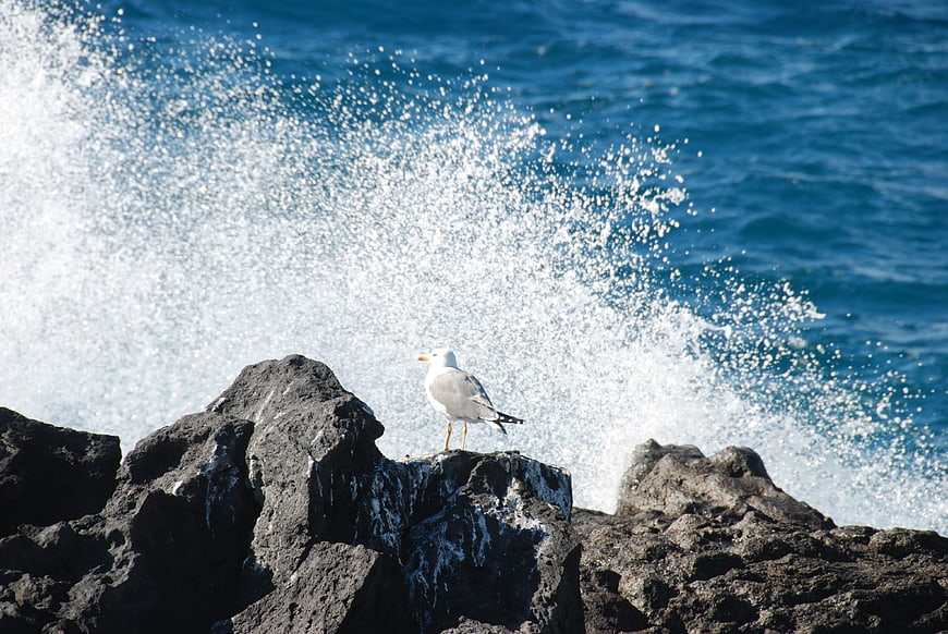 Seagull on volcanic rock with crashing ocean wave