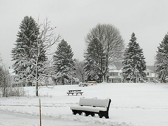 Snow-covered park bench and trees in winter landscape
