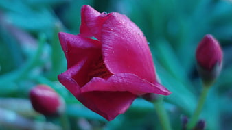 Close-up of vibrant pink flower bud with blurred green background