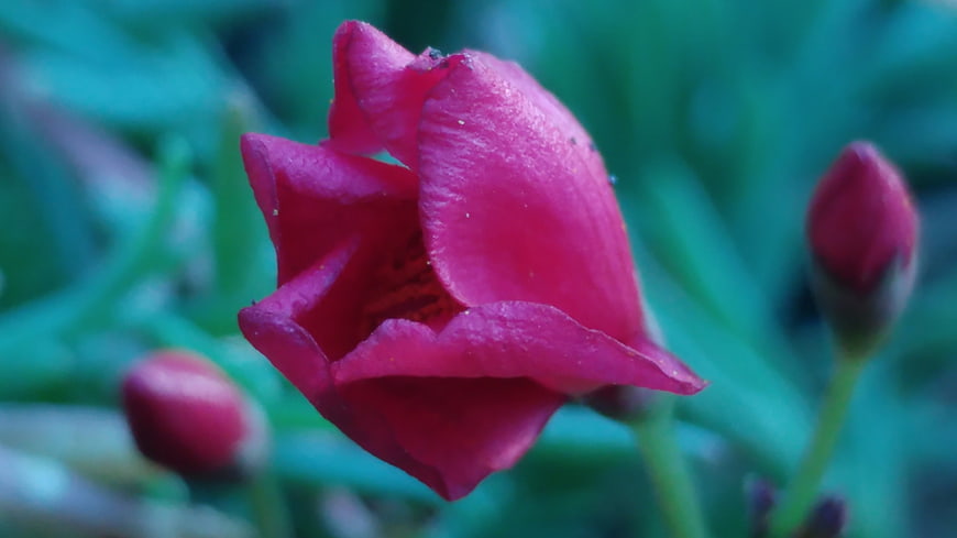 Close-up of vibrant pink flower bud with blurred green background