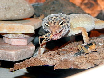 Leopard Gecko Eating Cricket in Terrarium