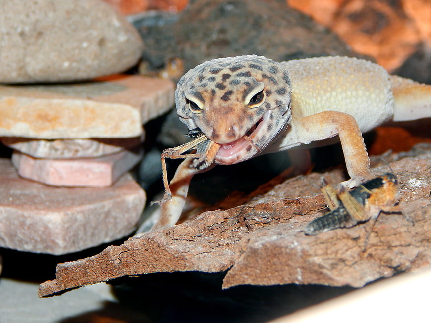 Leopard Gecko Eating Cricket in Terrarium
