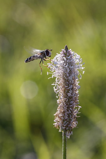 Hoverfly Landing on Purple Flower in Meadow