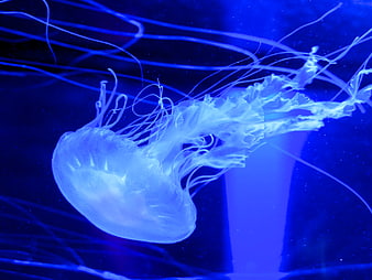 Glowing Blue Jellyfish Swimming in Deep Ocean Water