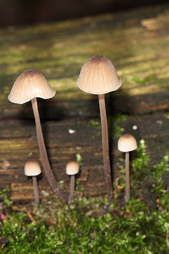 Small brown mushrooms growing on mossy wood