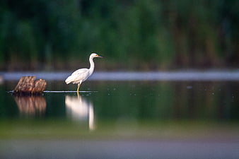 White Egret Standing in Calm Water with Reflection