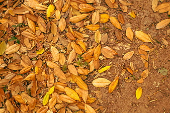 Top View of Dry Autumn Leaves on Brown Soil