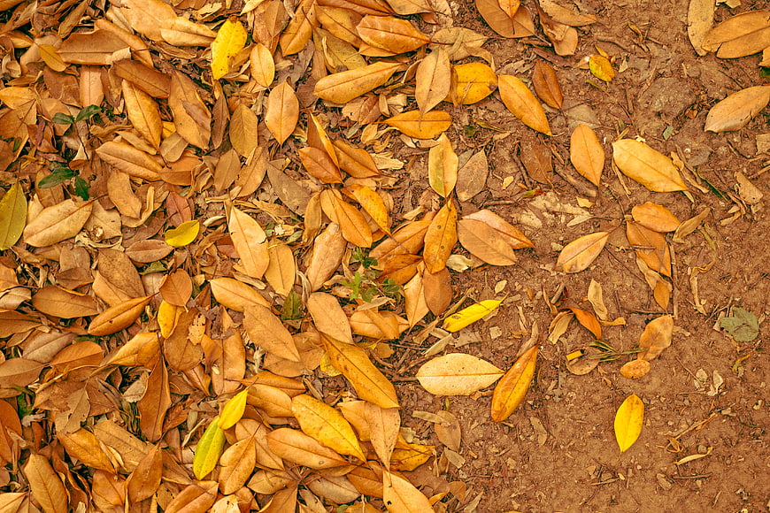 Top View of Dry Autumn Leaves on Brown Soil