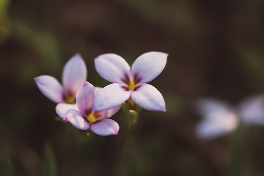 Close-up of delicate purple wildflowers with blurred background