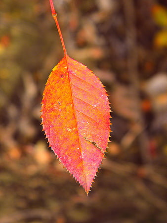 Close-up of vibrant red and orange autumn leaf