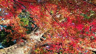 Vibrant Red Maple Leaves in Autumn Sunlight