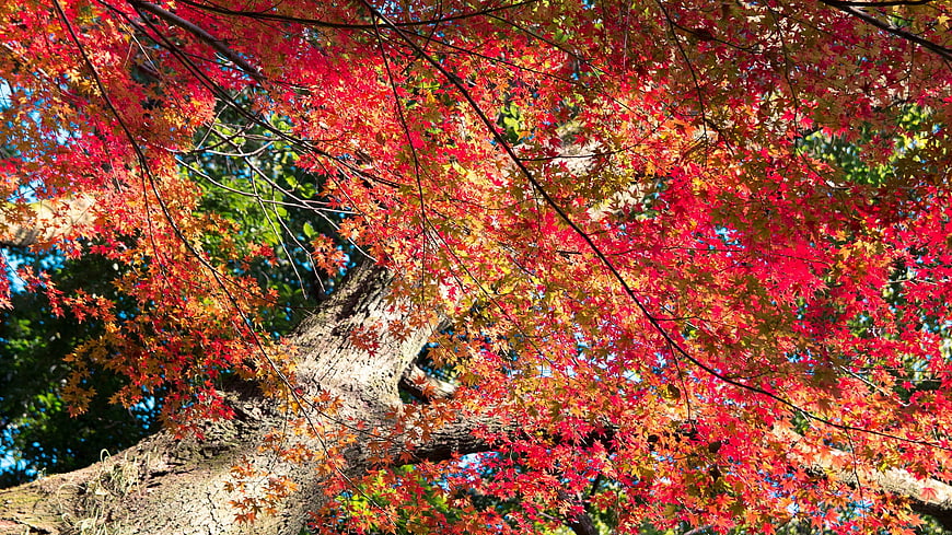 Vibrant Red Maple Leaves in Autumn Sunlight