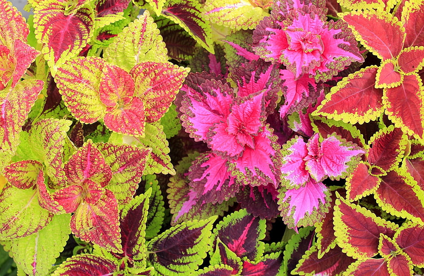 Vibrant multicolored coleus leaves close-up texture