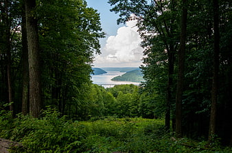 Scenic Lake View Through Forest Trees with Clouds