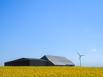 Wind Turbine and Barn in Yellow Canola Field