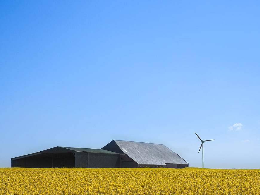Wind Turbine and Barn in Yellow Canola Field