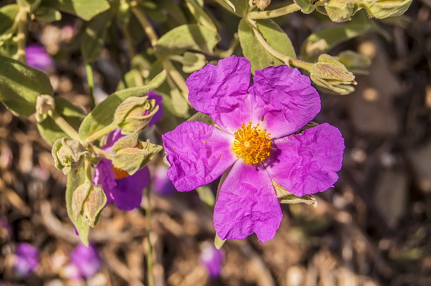Vibrant Purple Rock Rose Flower in Natural Sunlight
