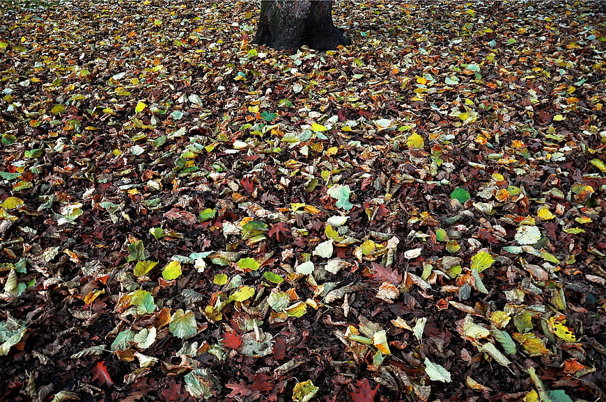 Ground covered in colorful autumn leaves with tree trunk