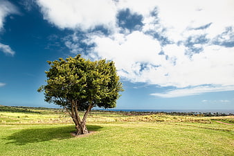 Lone Tree in Green Field with Blue Sky and Ocean Horizon